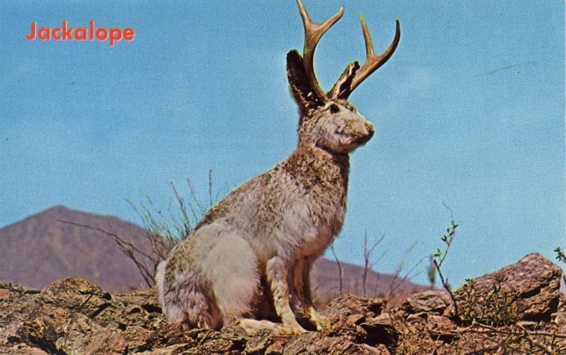 jackalope-postcard.jpg